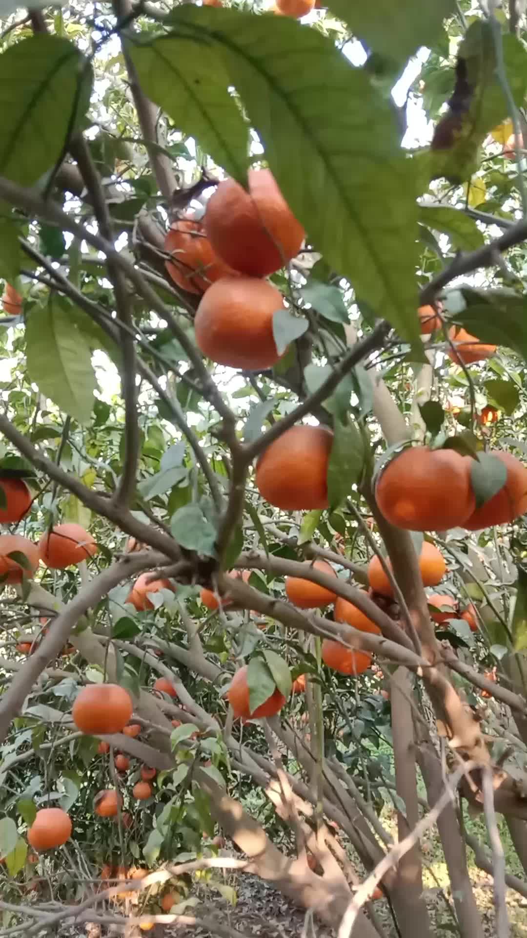 @Brand Orange 🍊
