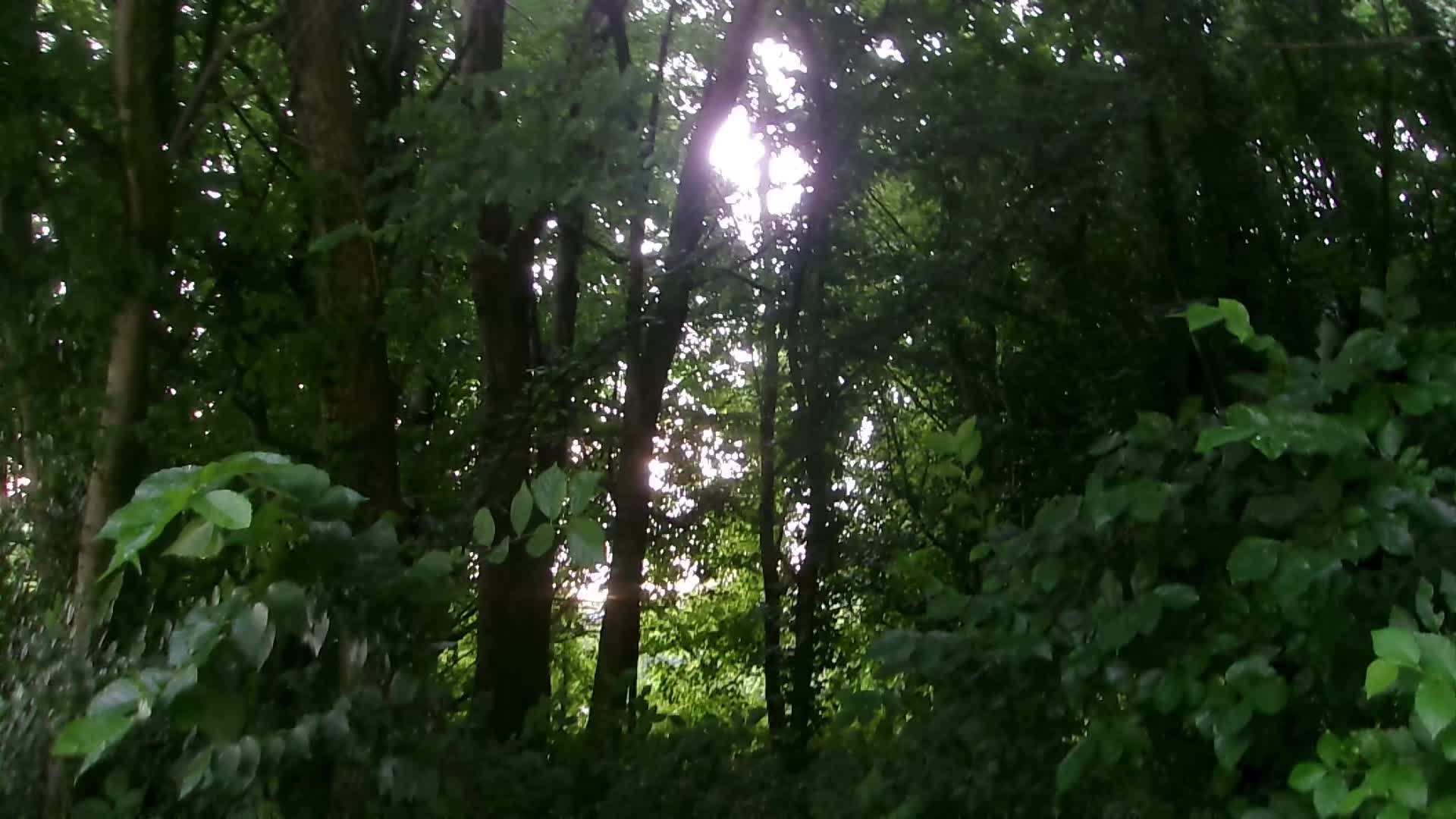 @Lorcán