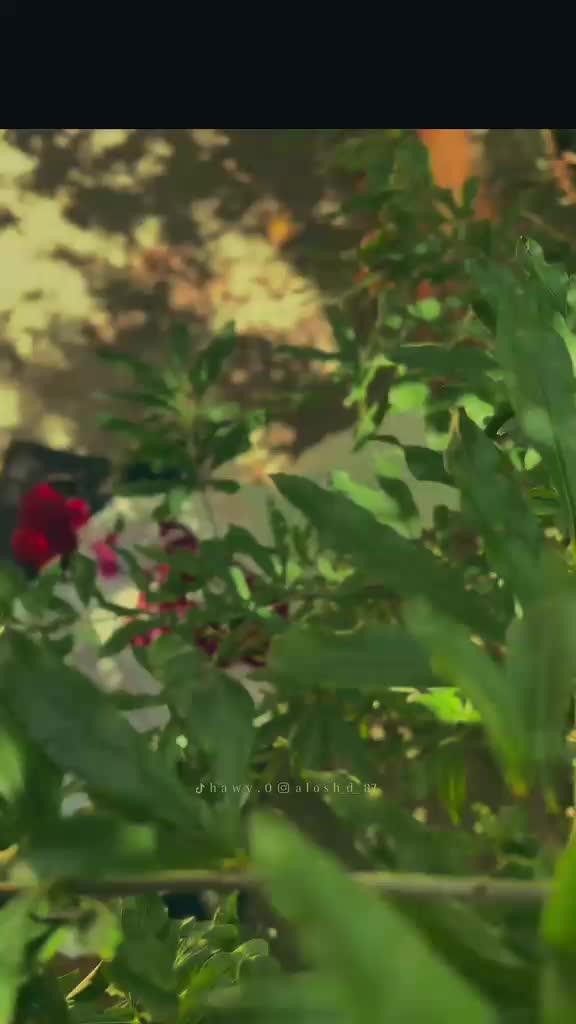 @قرآن كريم