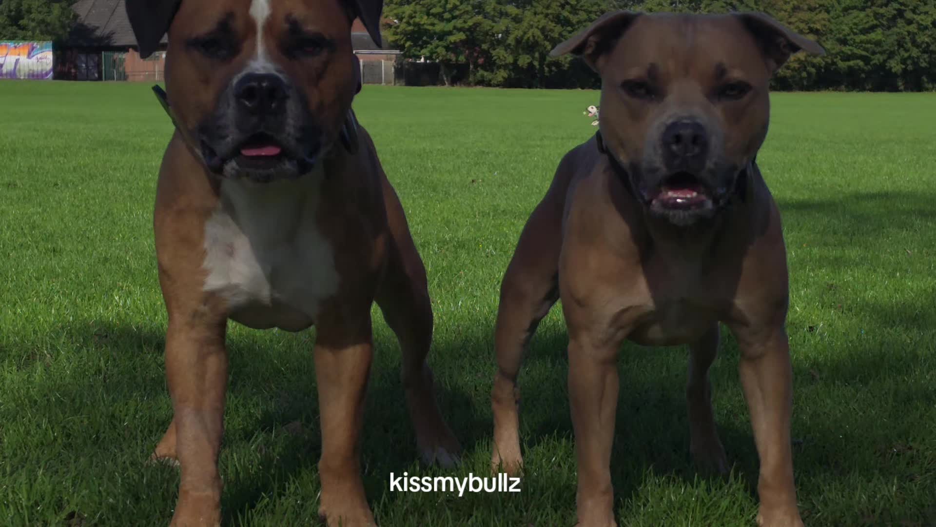 @kissmybullz