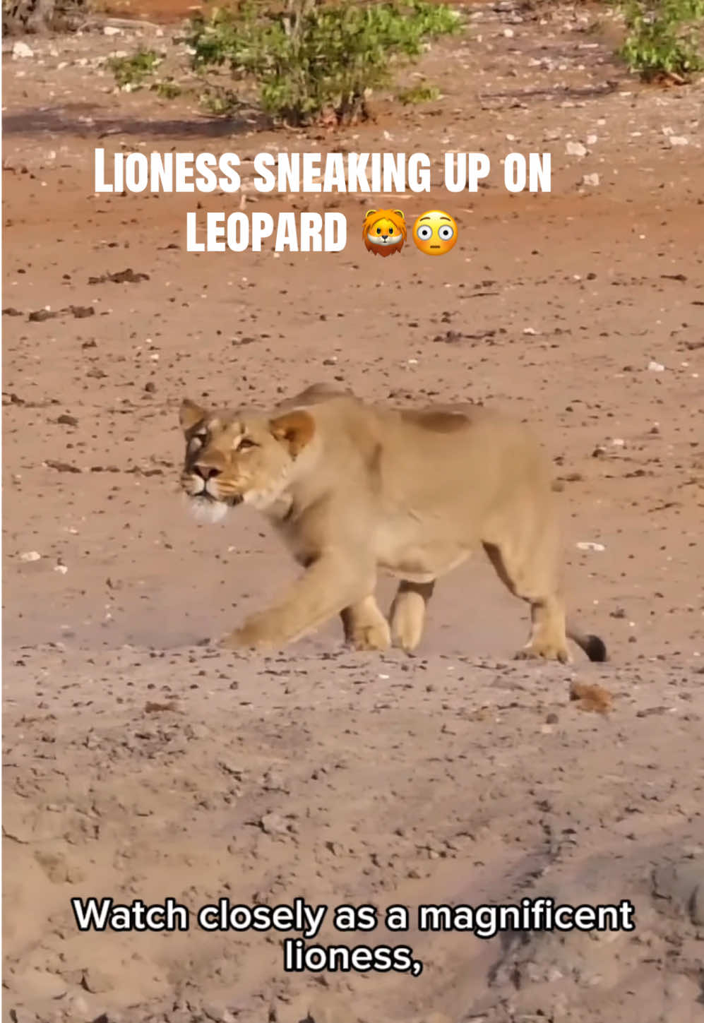 @KJ@LoveAnimalsEpicNature