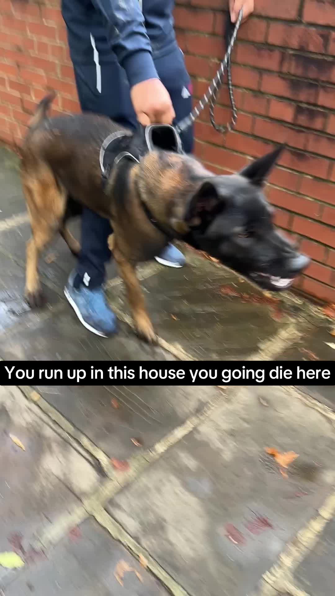 @K9Malinois