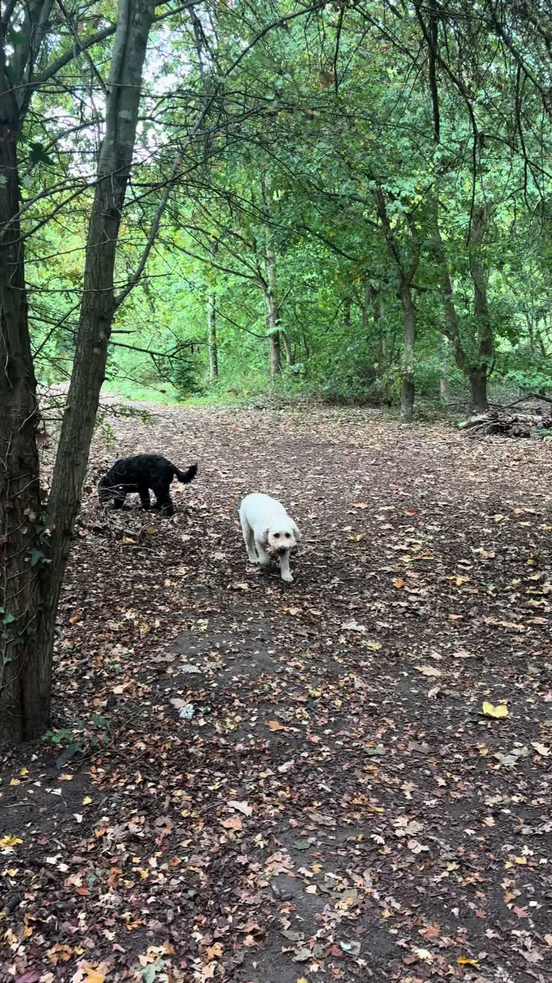 @tswoofwoof.co.uk