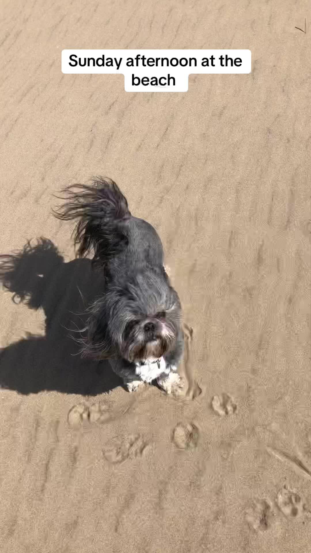 @Mimi the Shihtzu