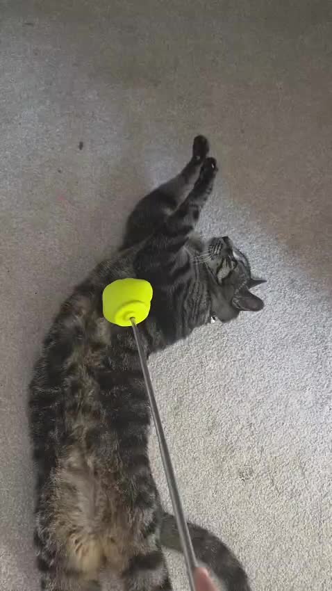 @🐾 Catboy Catman Scoop 🐾