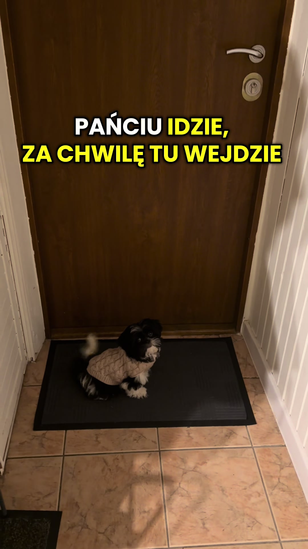@Cleo shih-tzu