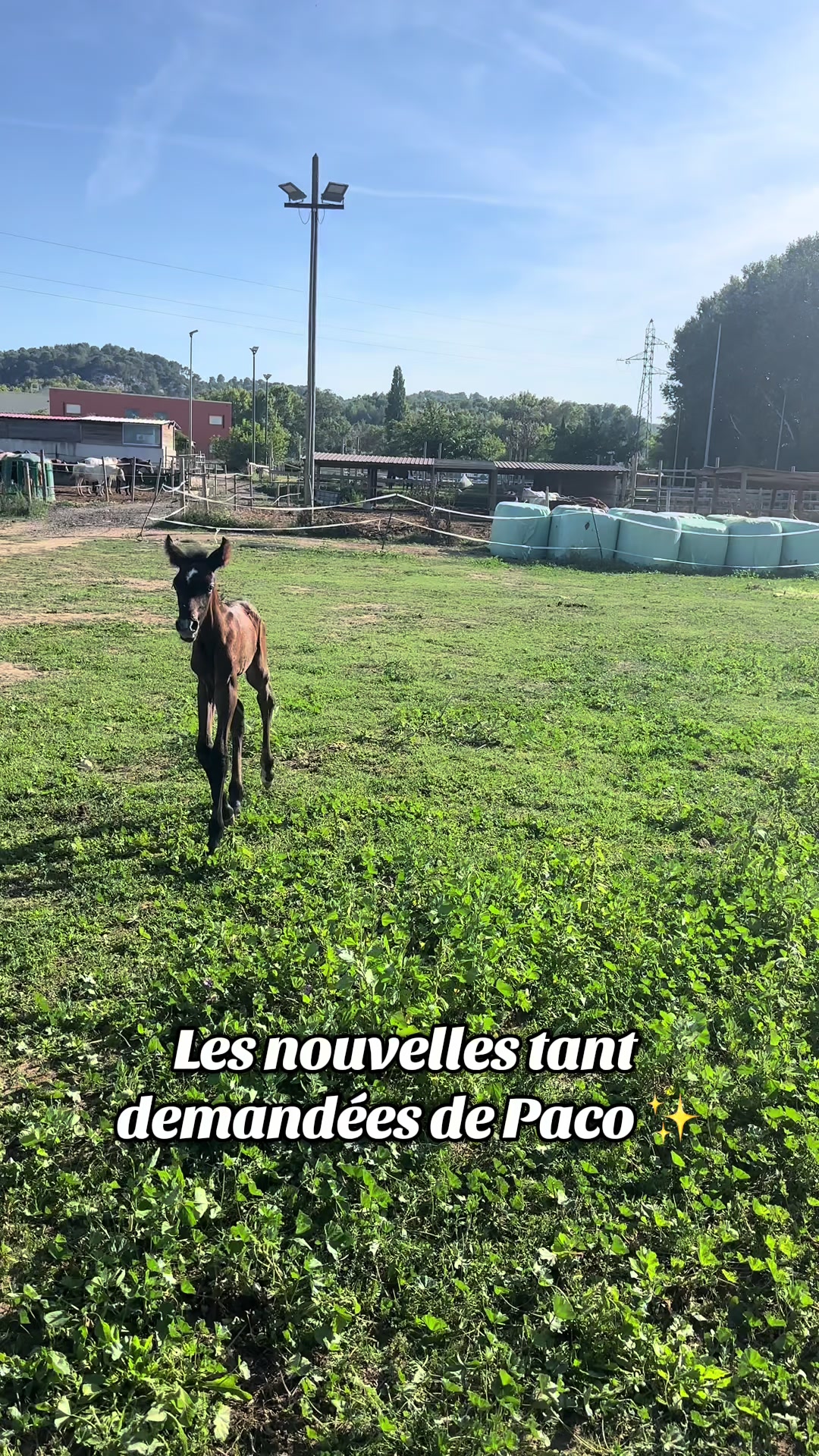 @Hannah&ensp;ost&eacute;opathie&ensp;animale&ensp;🐎