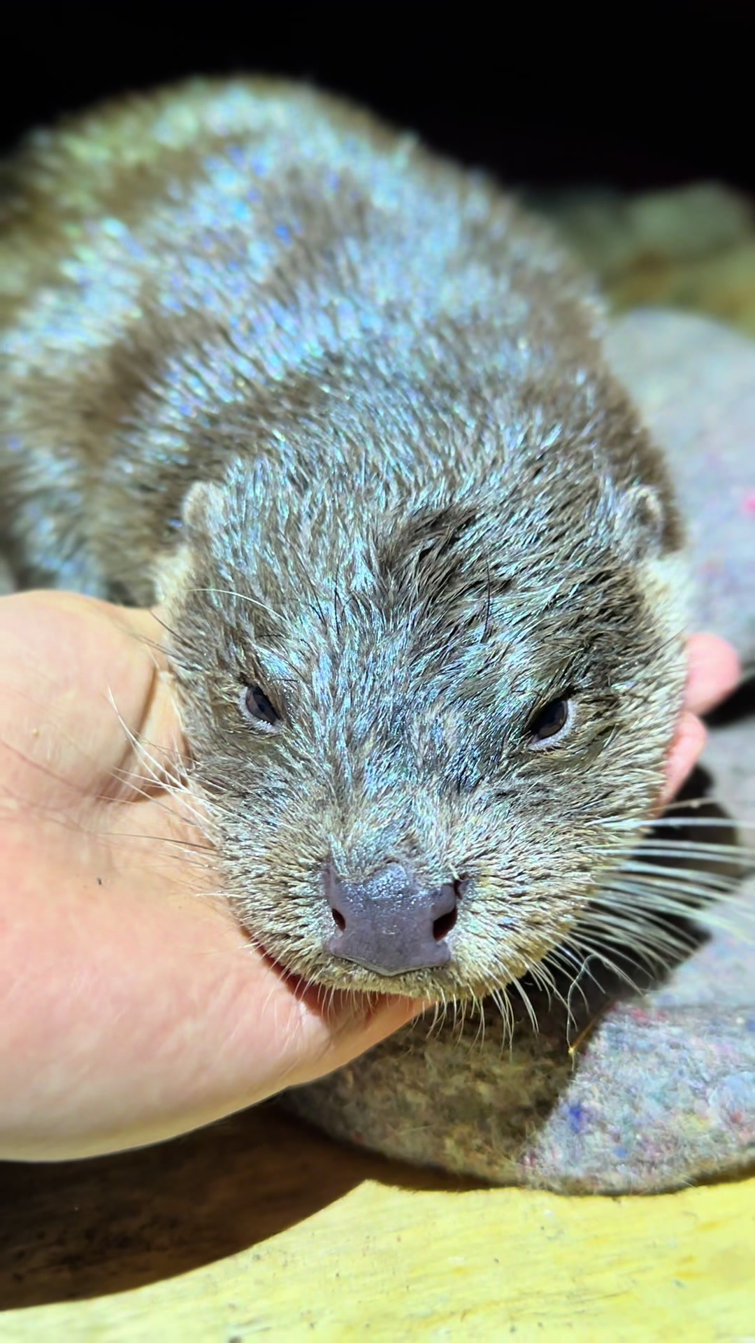 @Leya Otter