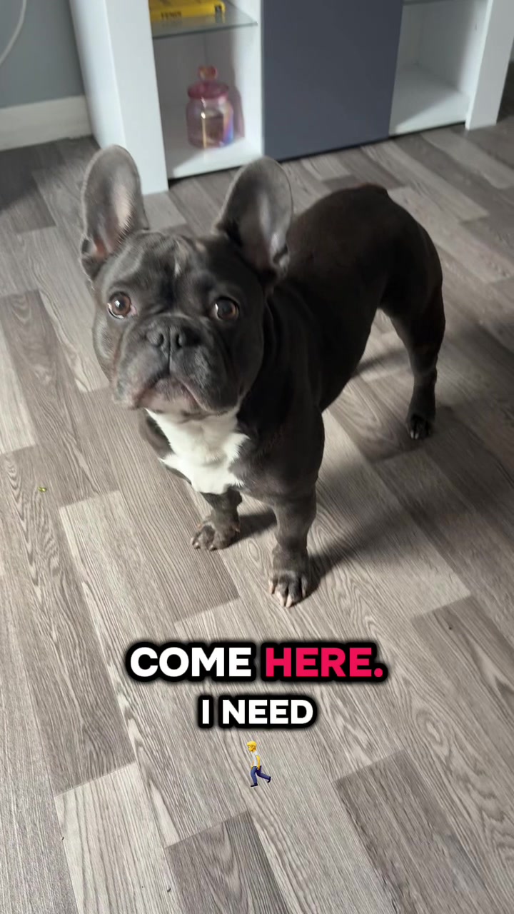 @Gizmo the frenchie & my humans
