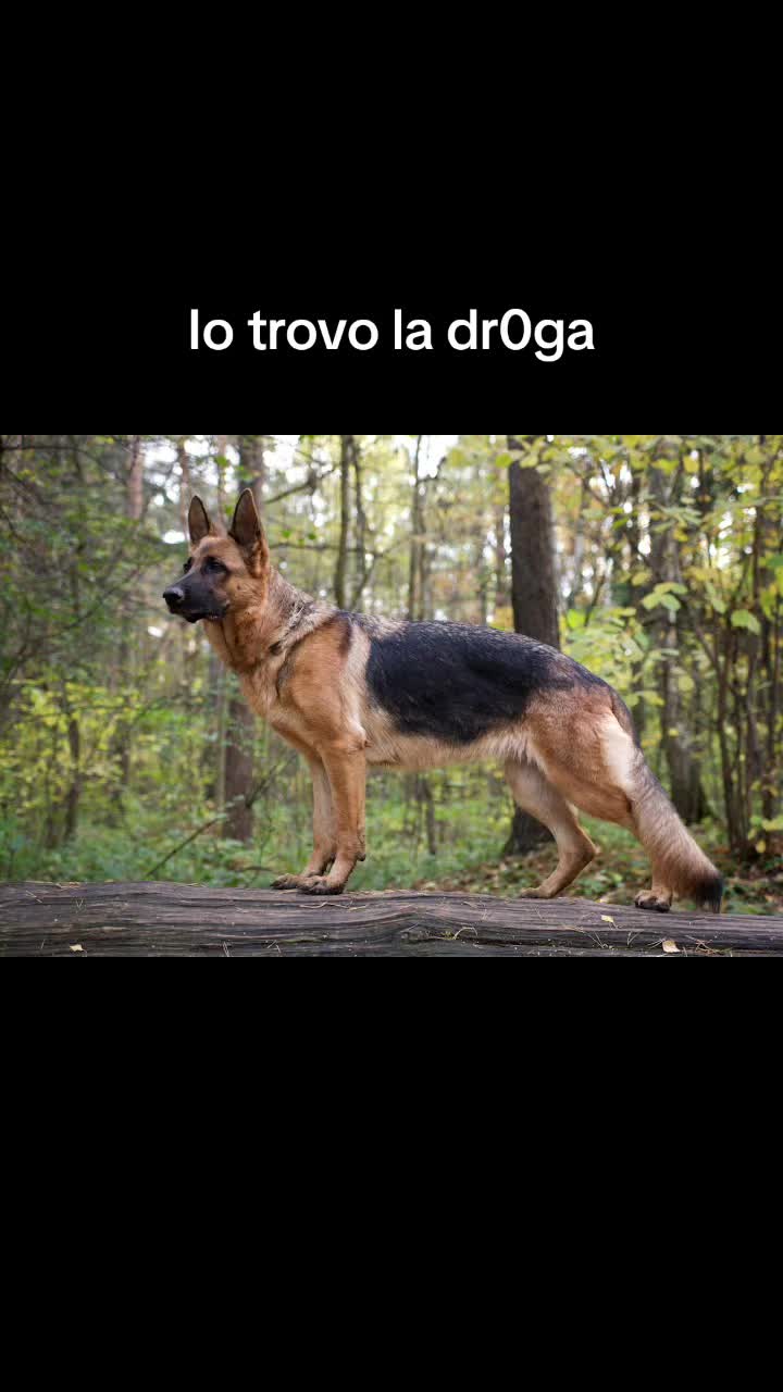 @daria