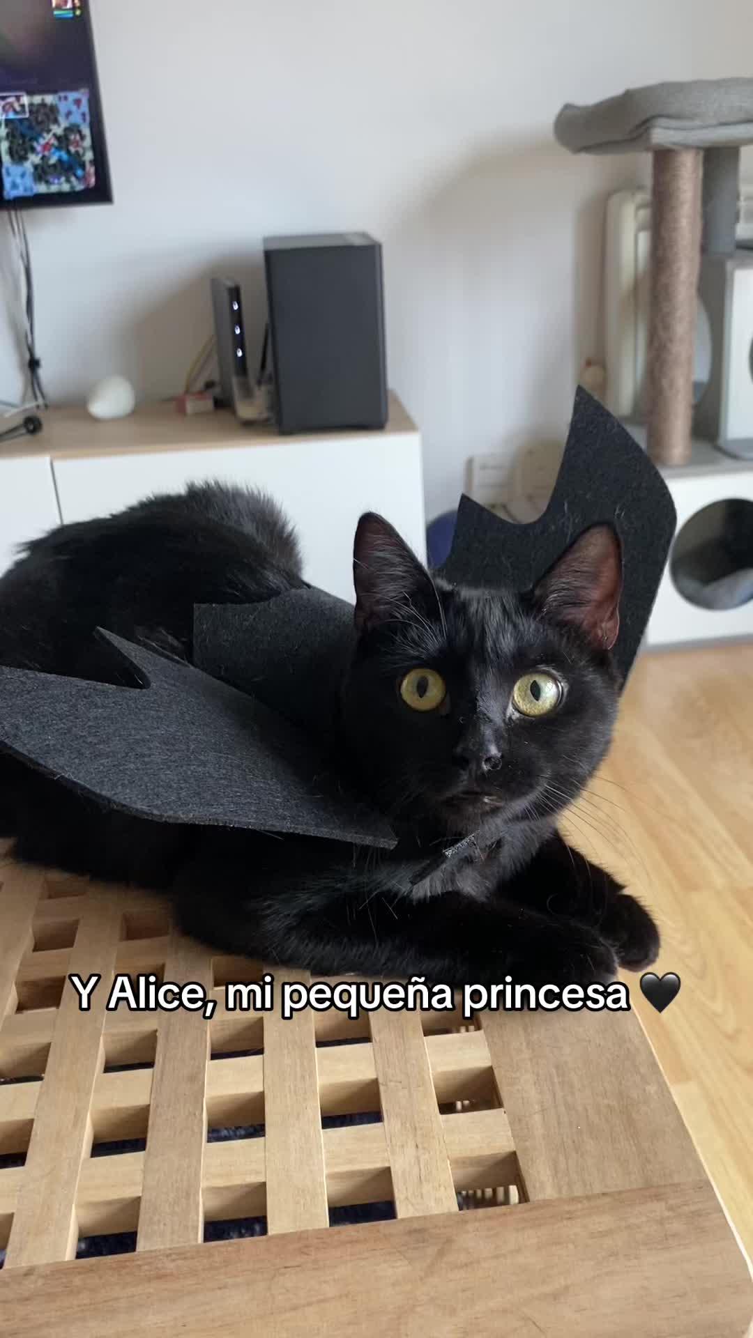 @- Alejandra  🐱💕
