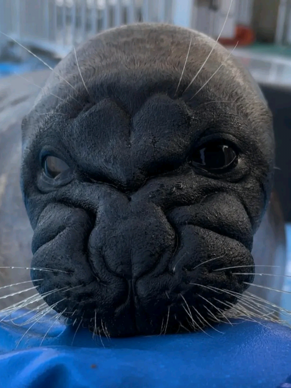 @🩷🎀 seal 🦭🩷