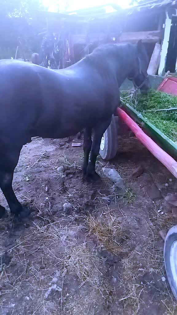 @Dan Dan Bobadieru