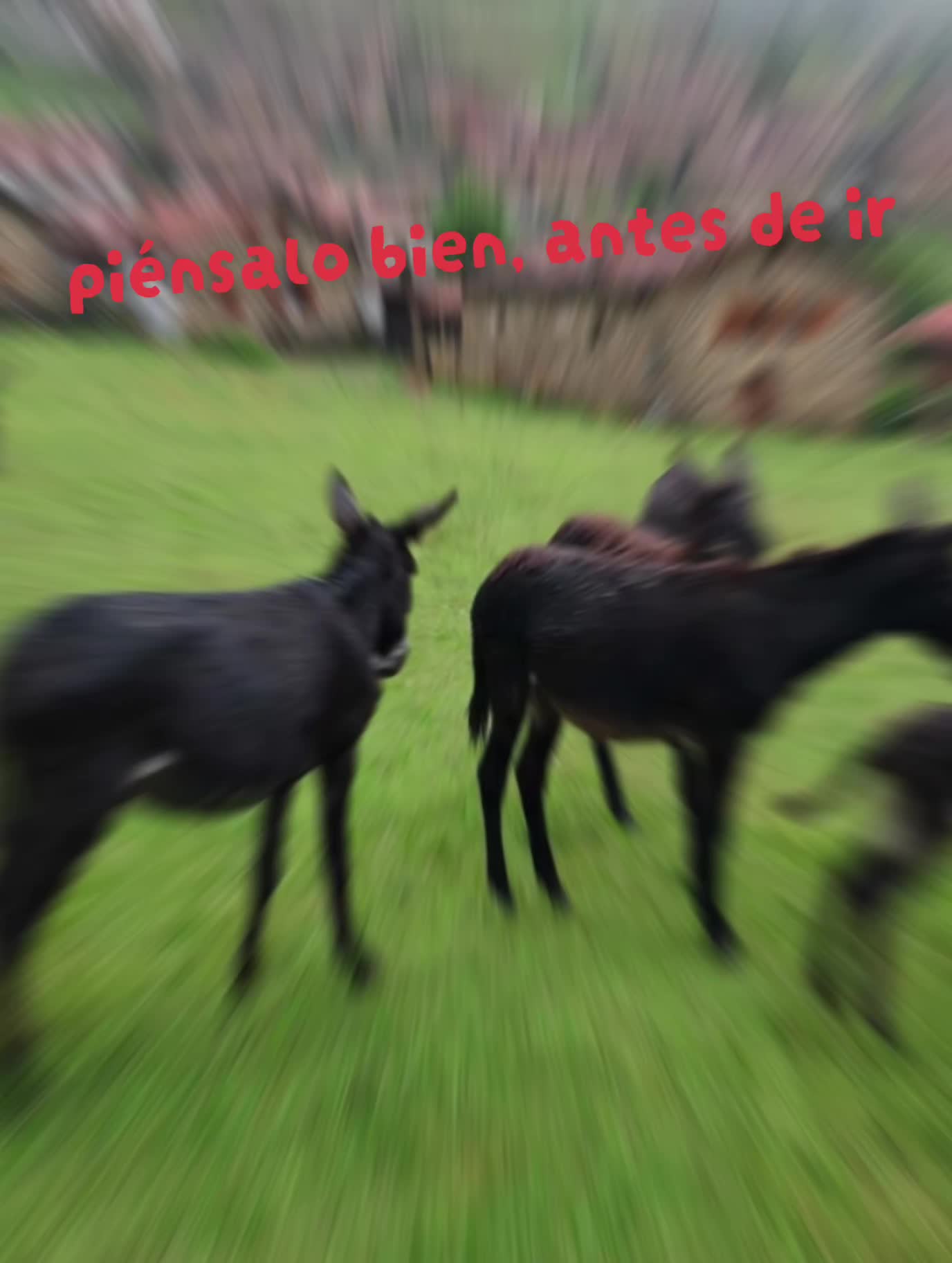 @Astosoro Burros Encartados