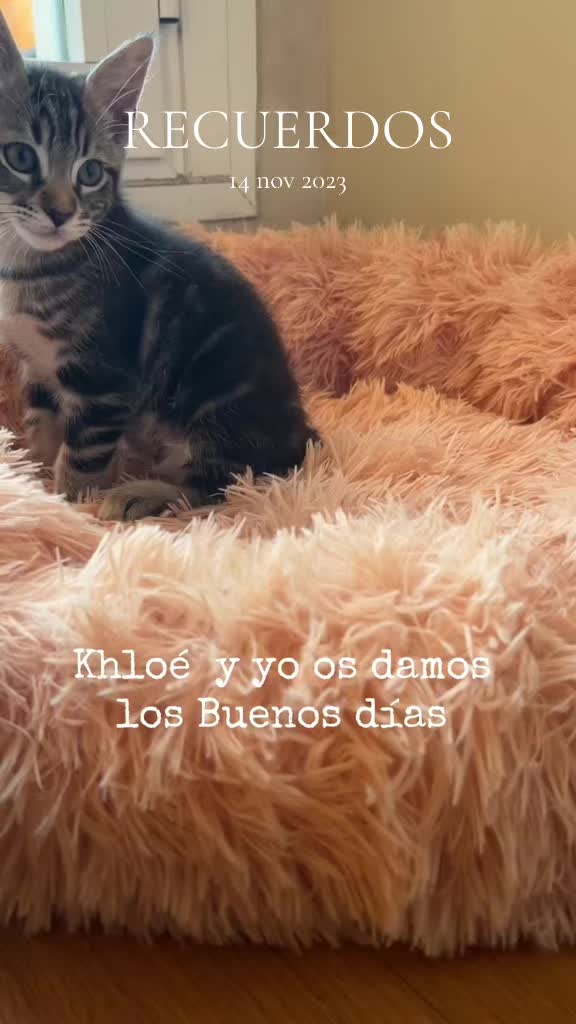 @Cloe-Leo 🤍🧡cats