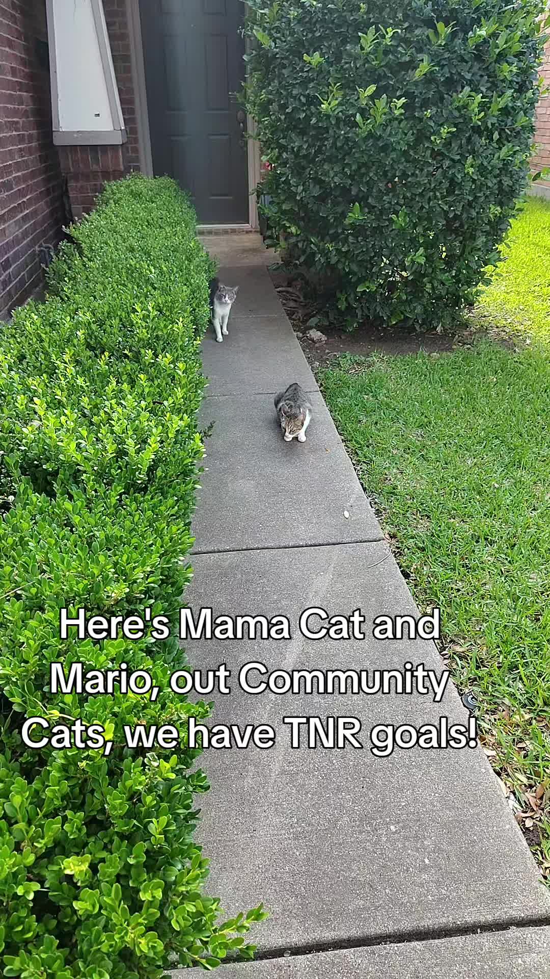 @Fostered  Pawz