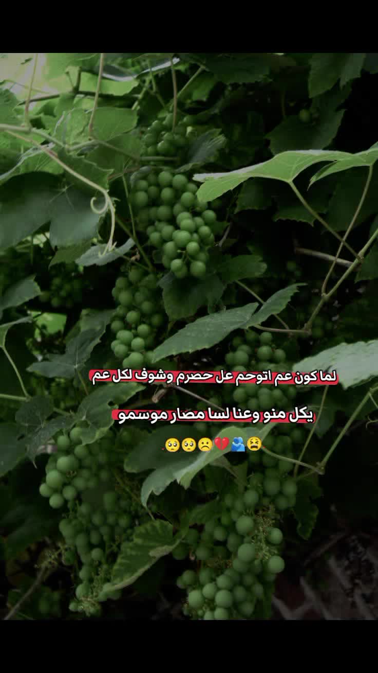 @مَّࢪࢪتۧ عموࢪه؍💍♥️