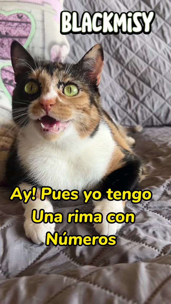 @BlackMisy