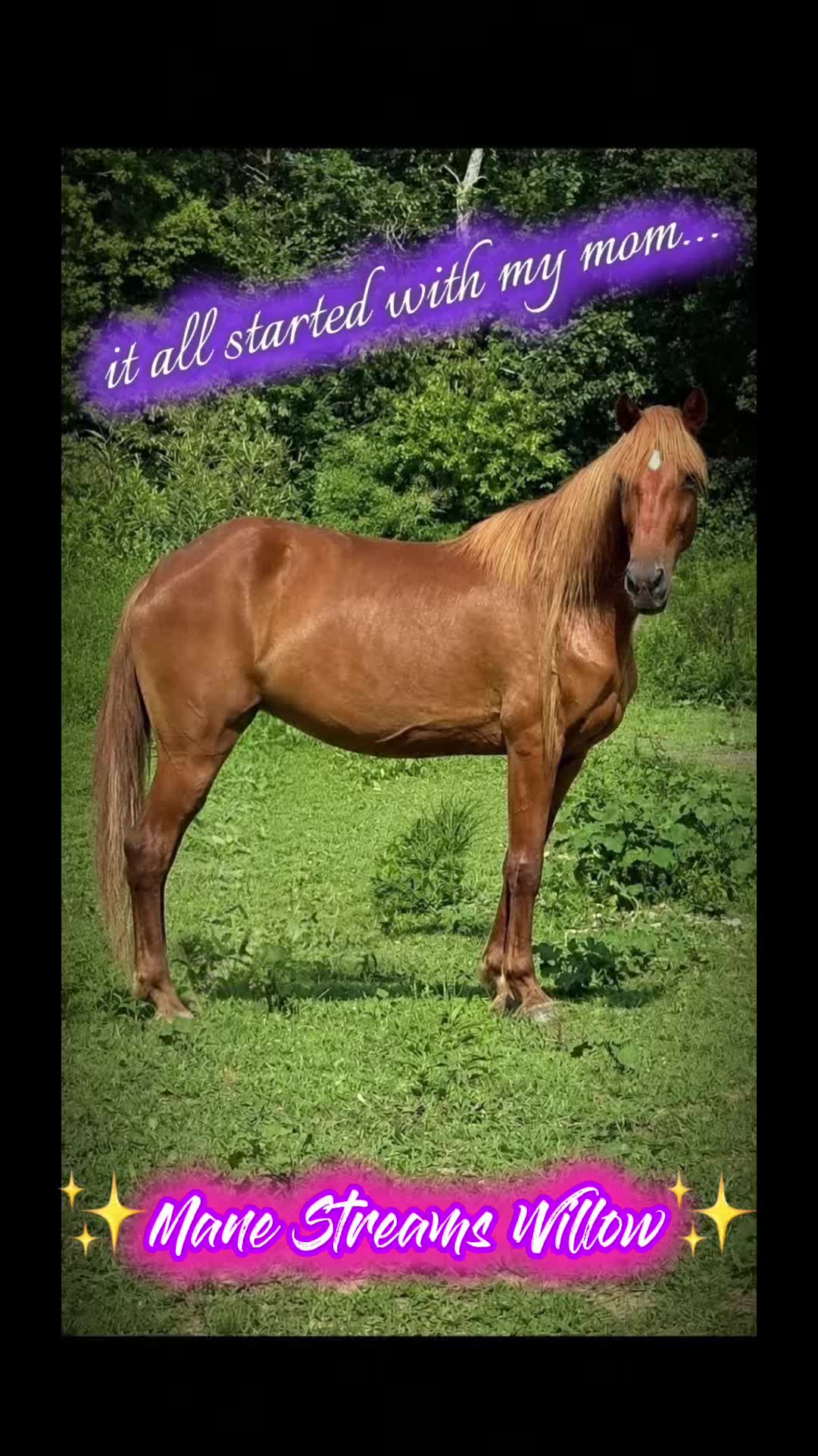 @Libby🐾❤️🐴