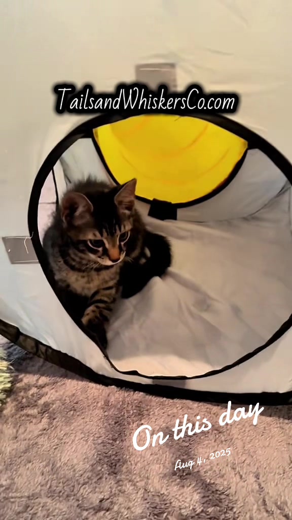 @TailsandWhiskersCo