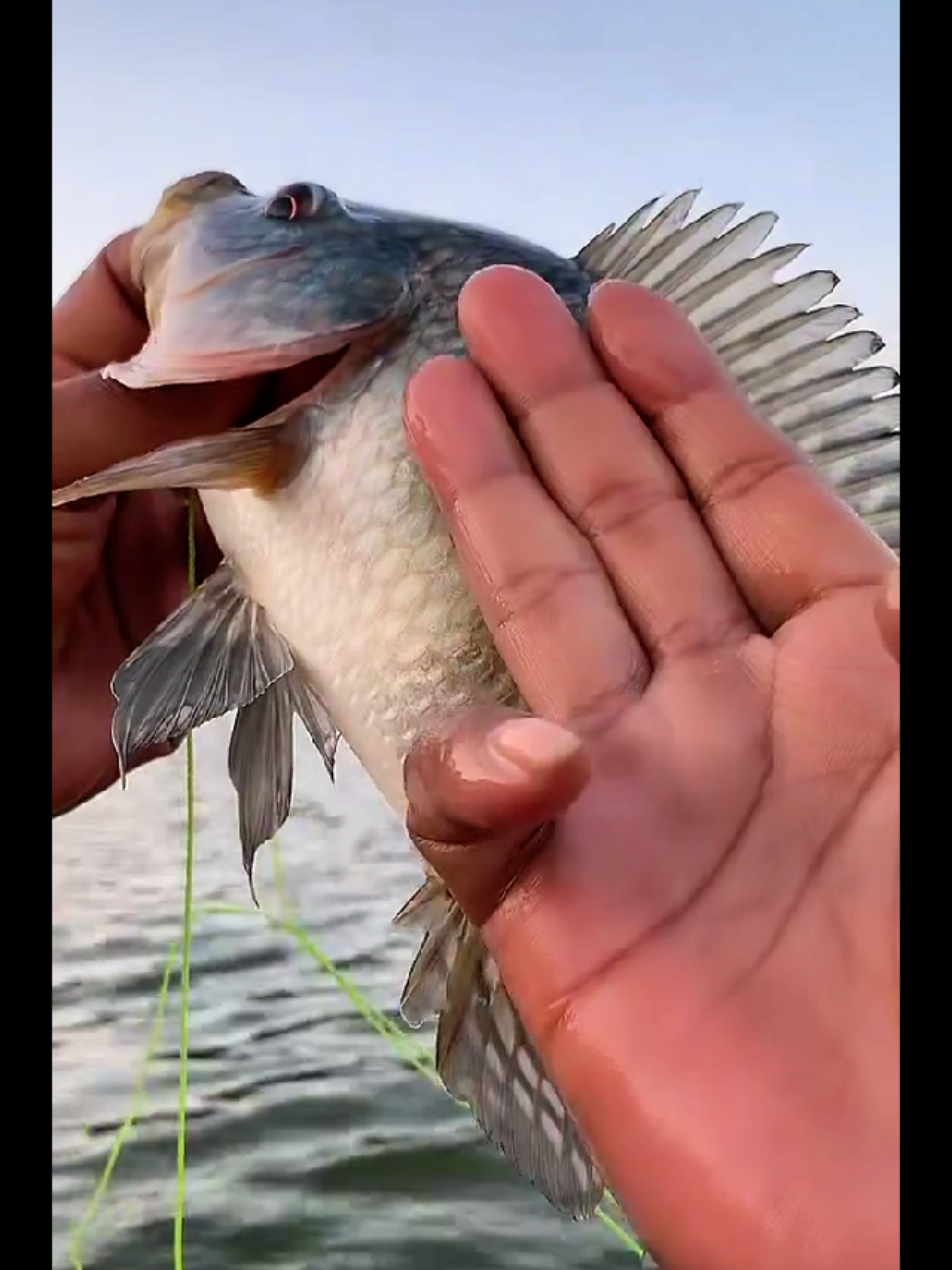 @MAFIA FISHING