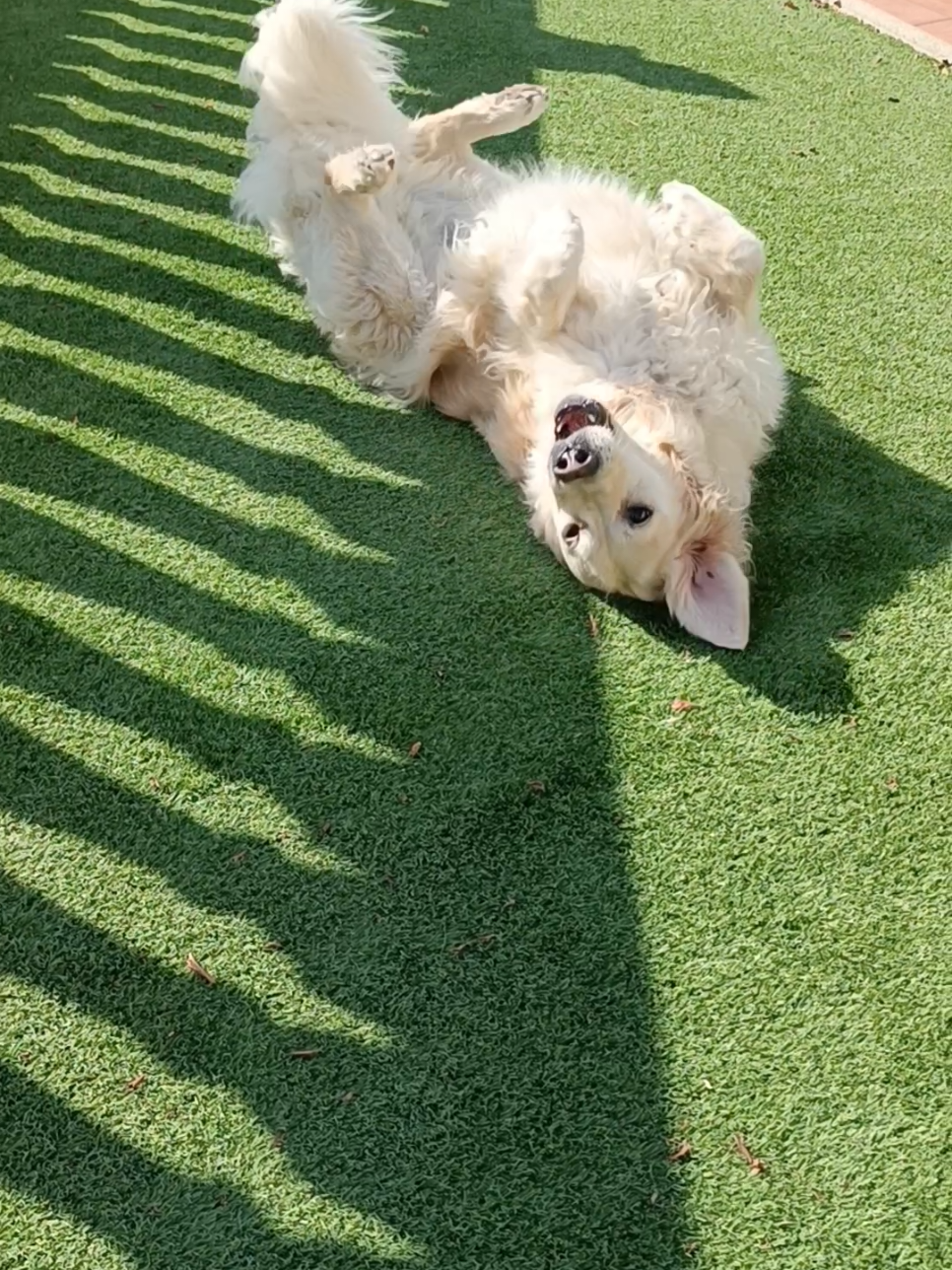 @RoyleDogWalking