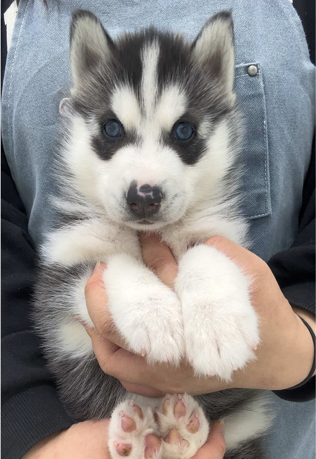 @buddydog222