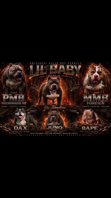 @BULLY BOY FAMILY PRODUCTIONS