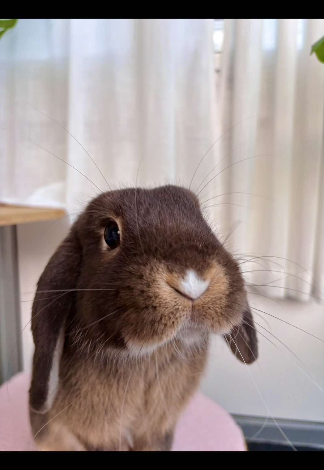 @Tiny bunny Arwen ✨