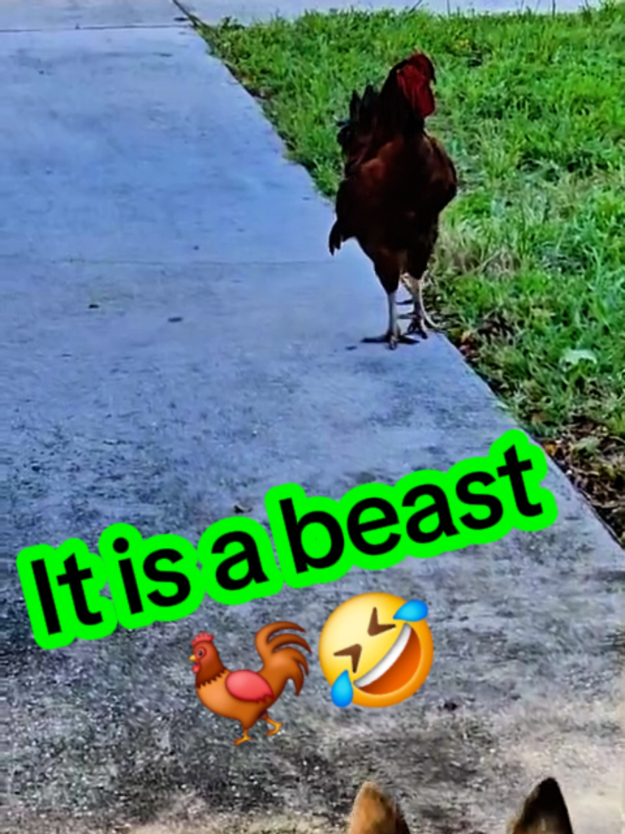 @Rie Animal