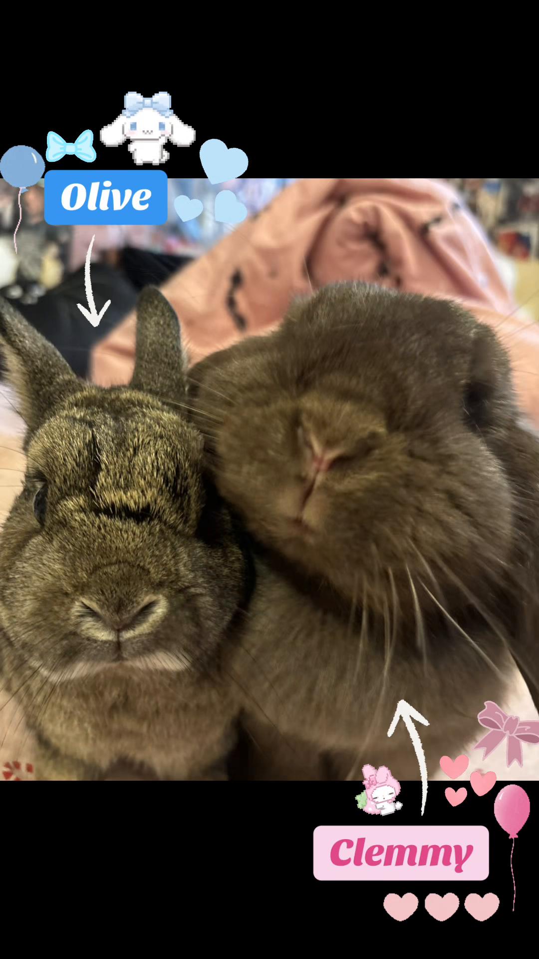 @Olive and Clem 🐰🐰