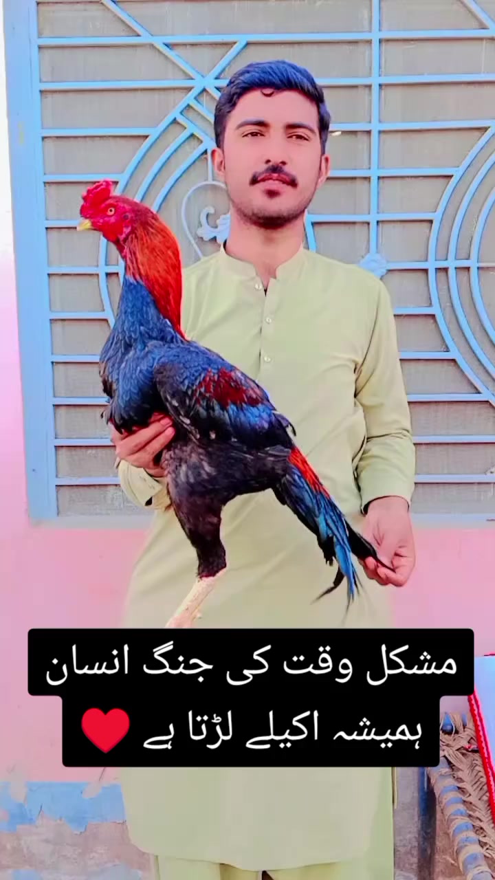 @kashifaseel2