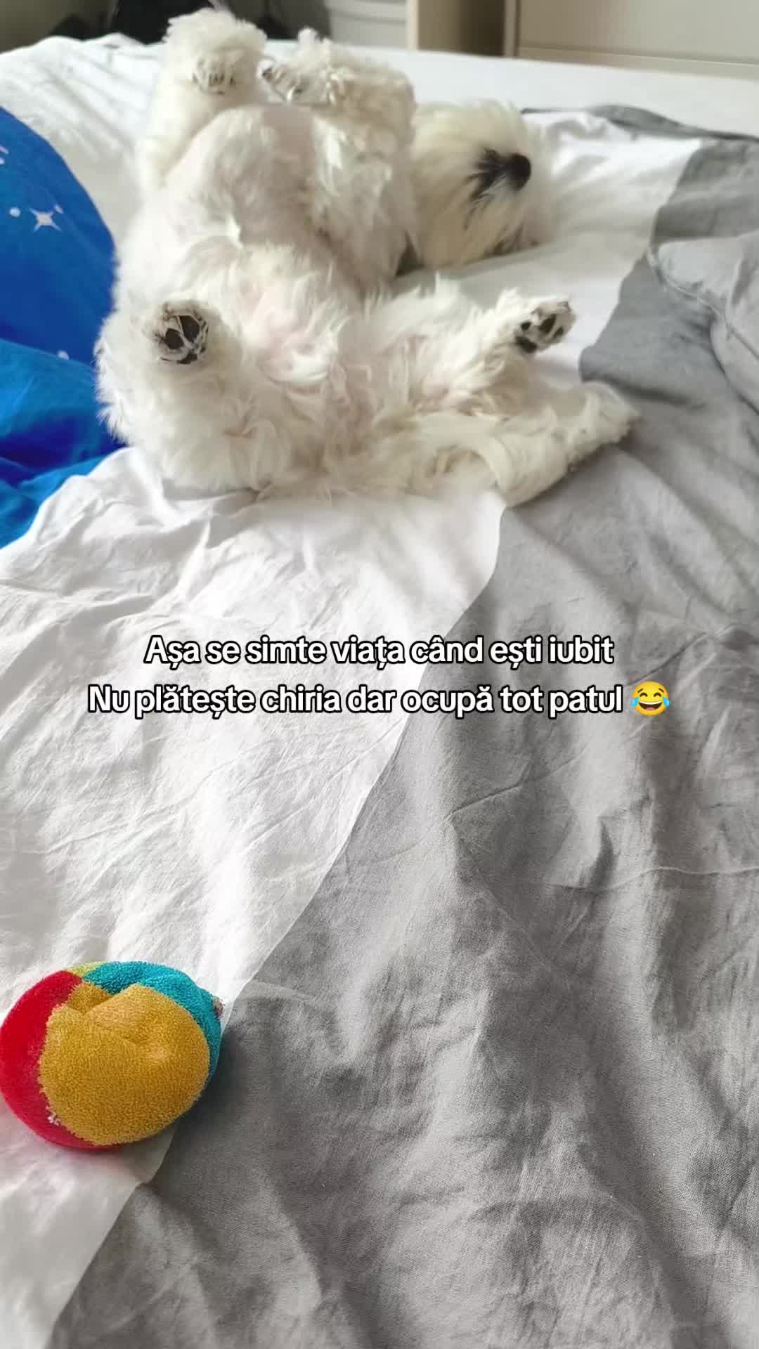 @🐾 BUBI 🐾