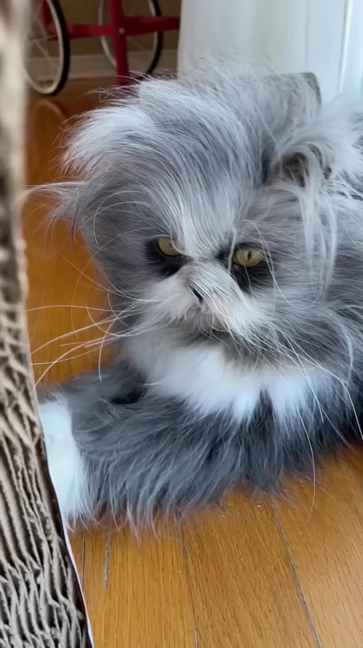 @atchoumthecat