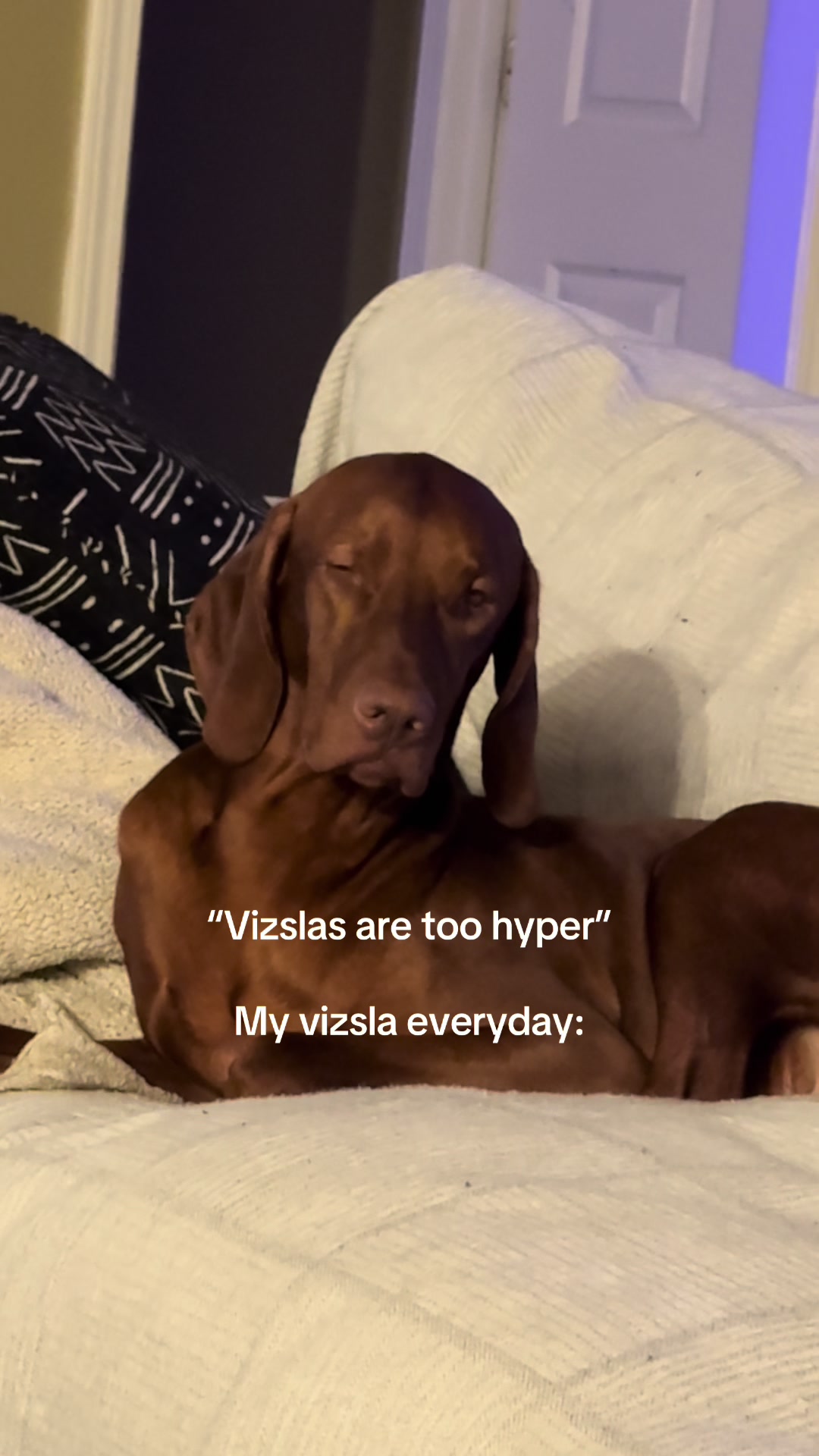 @Tycho the vizsla