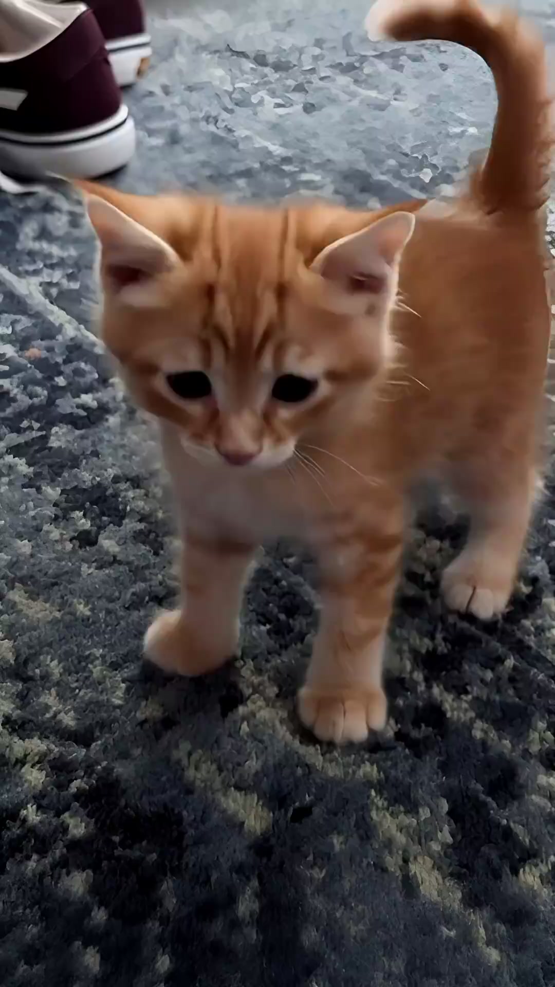 @Cute kitty club 🐱🐱🐱