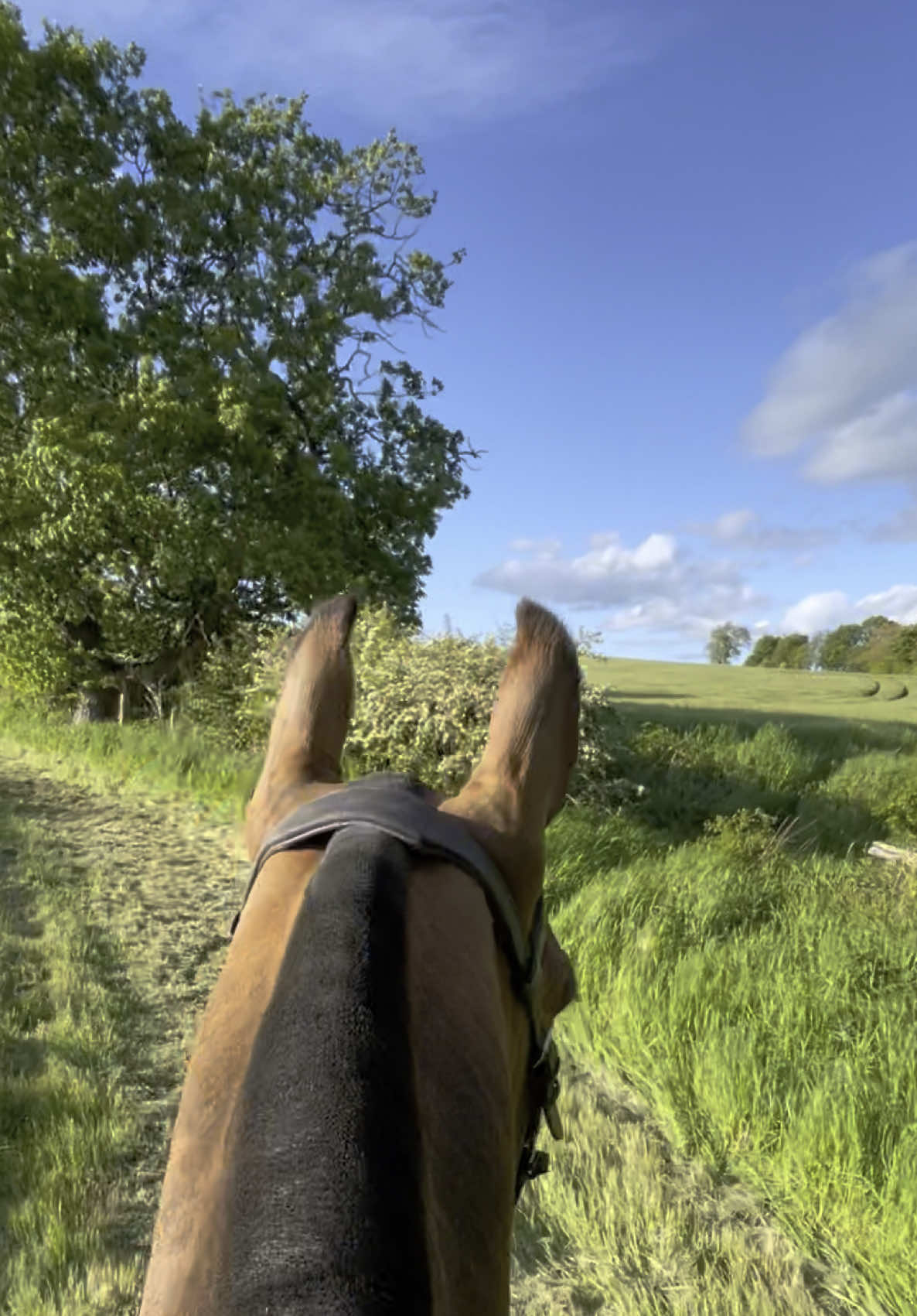 @Yardd | Equine Life Simplified