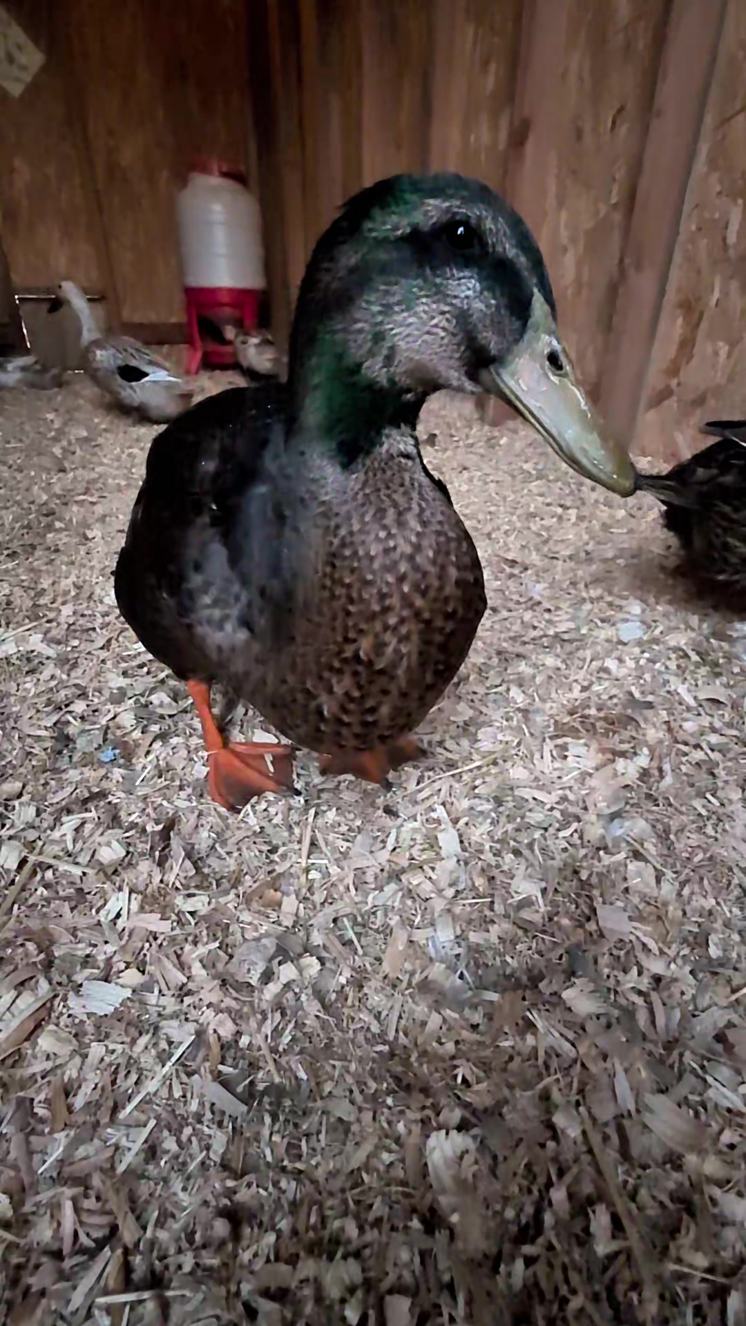 @Mother Duckers Homestead
