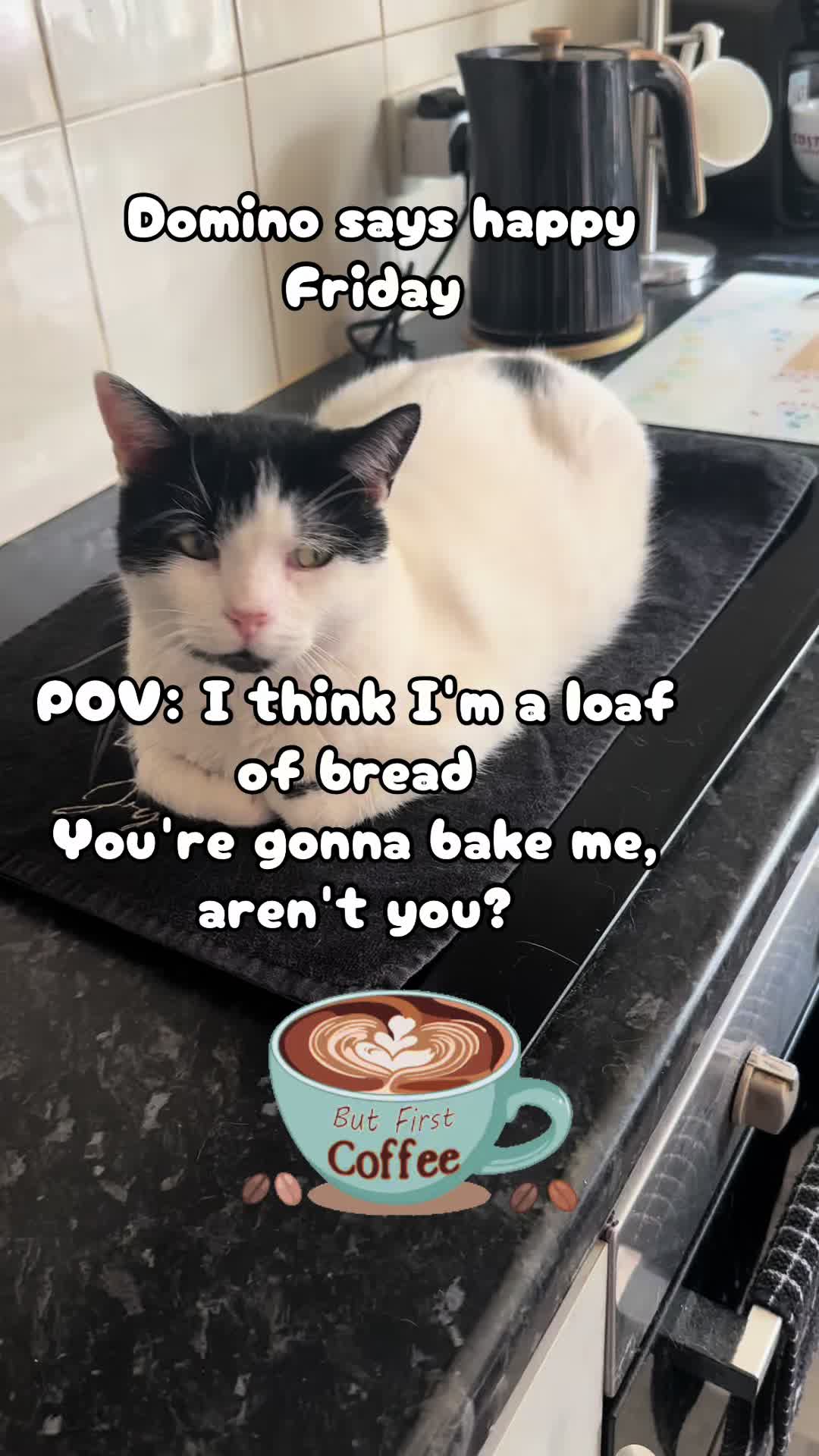 @crazycatladyxfour