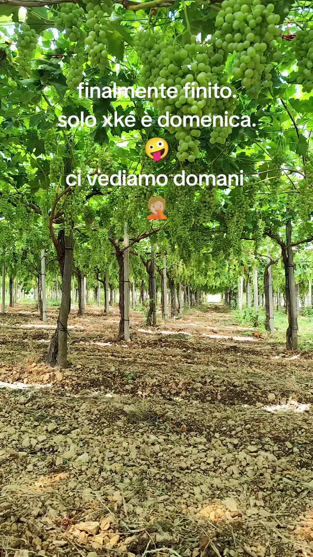 @Rosa Coletta