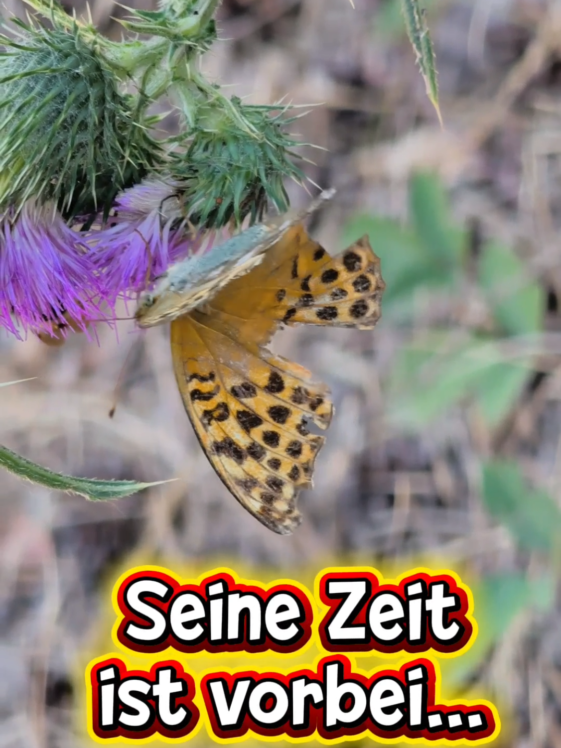 @ICH BIN'S