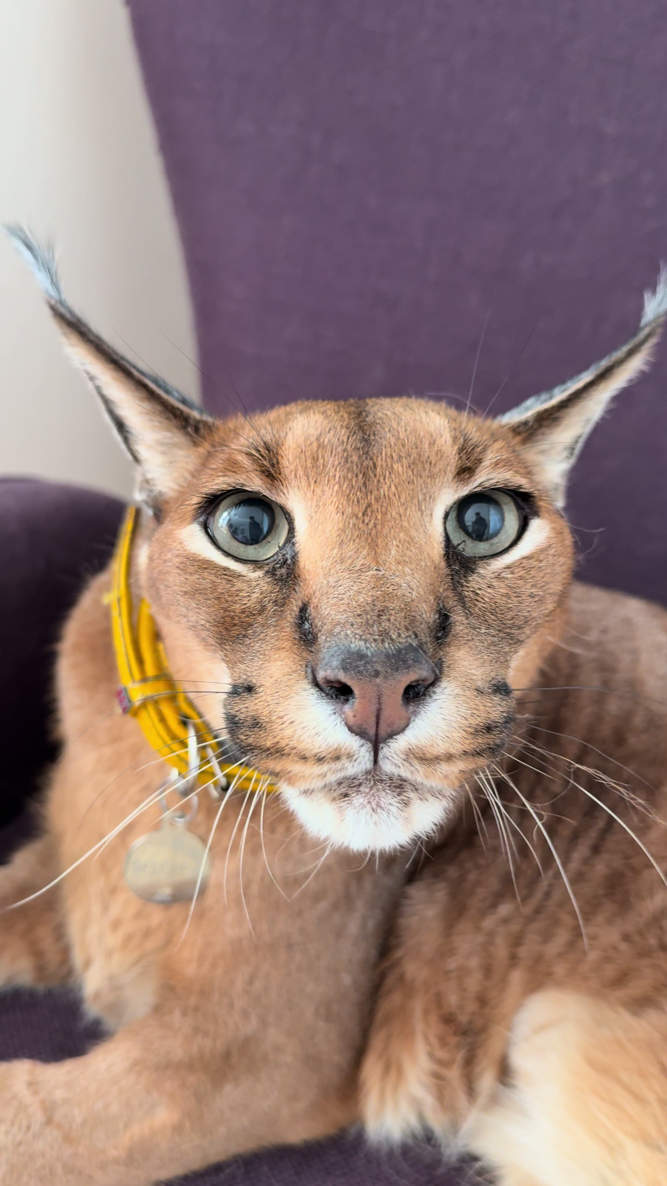 @Pumba Caracal