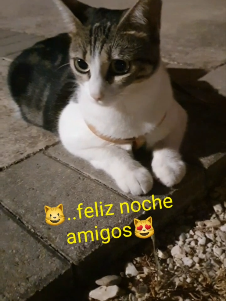 @nikii
