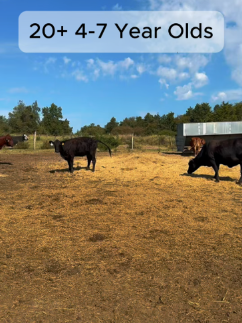 @Rutherford Land and Cattle