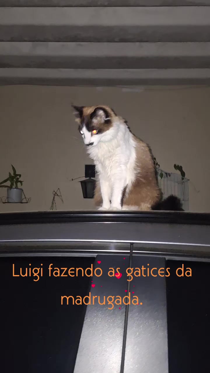 @MagdaAmoAnimais😾🐶🕊🐅🐍🐢🦜