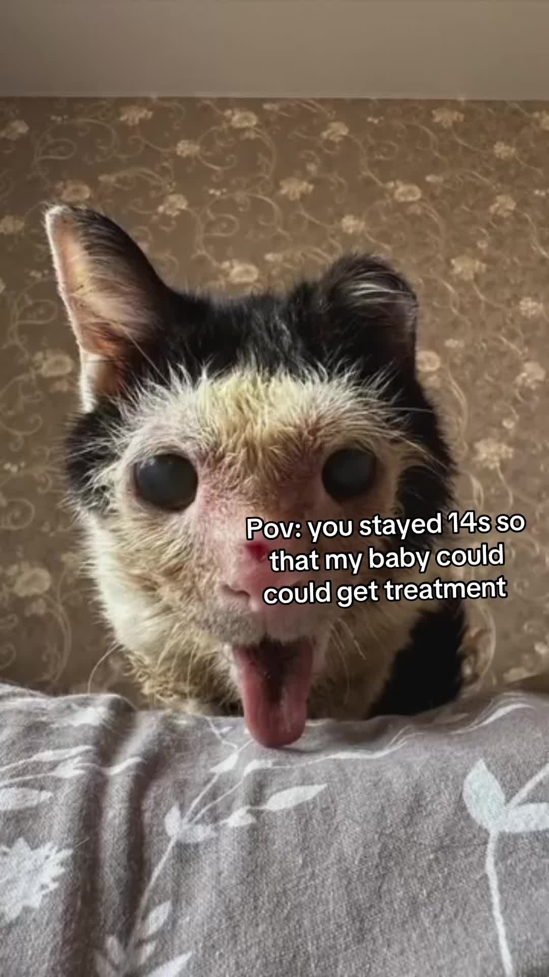 @wemakerescues