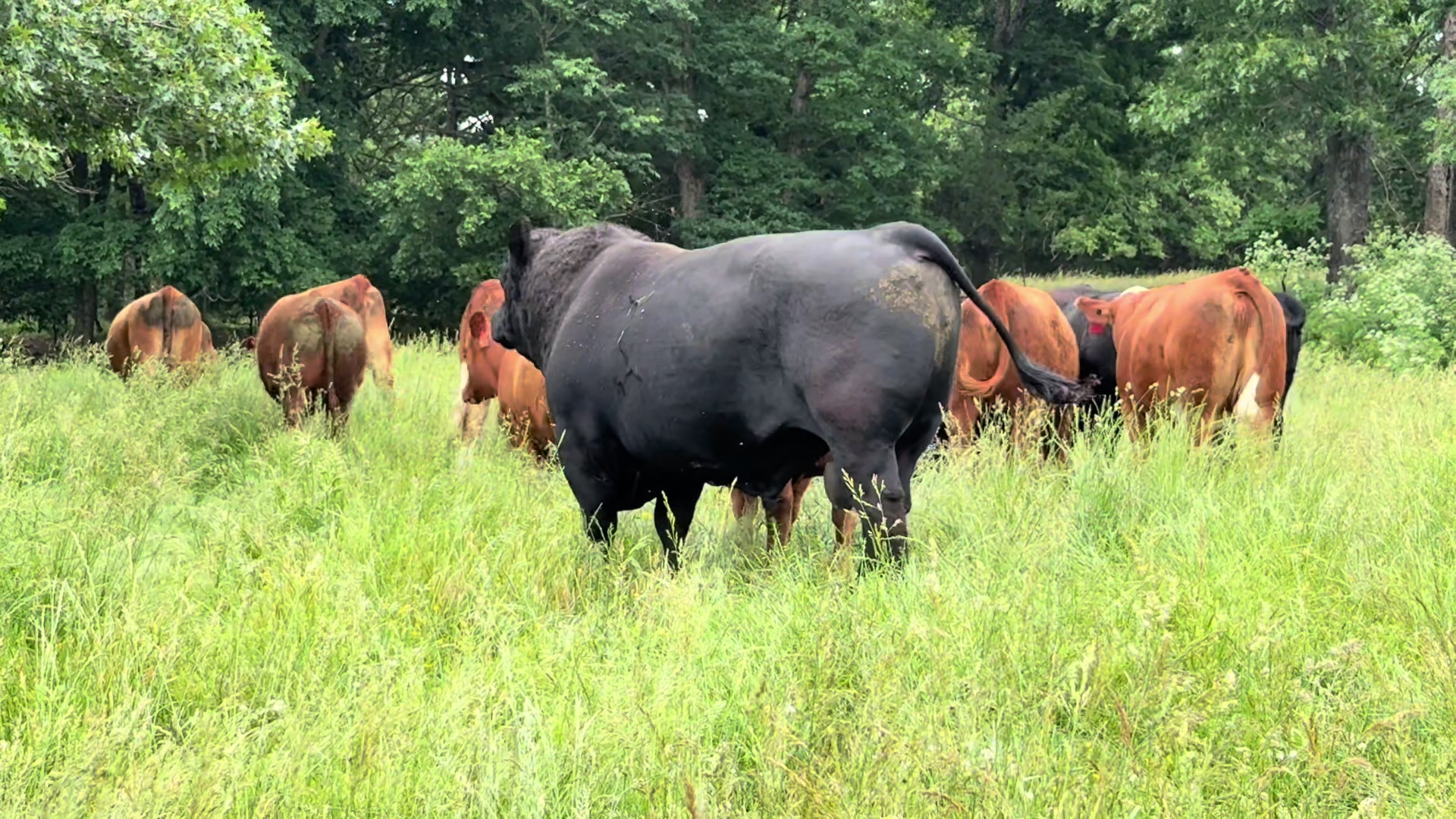 @Massey Land & Cattle