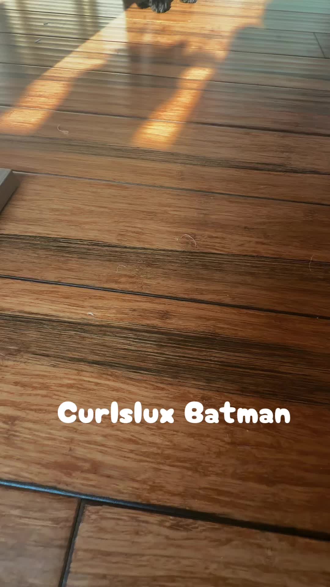 @Curlslux cattery!!🇺🇸