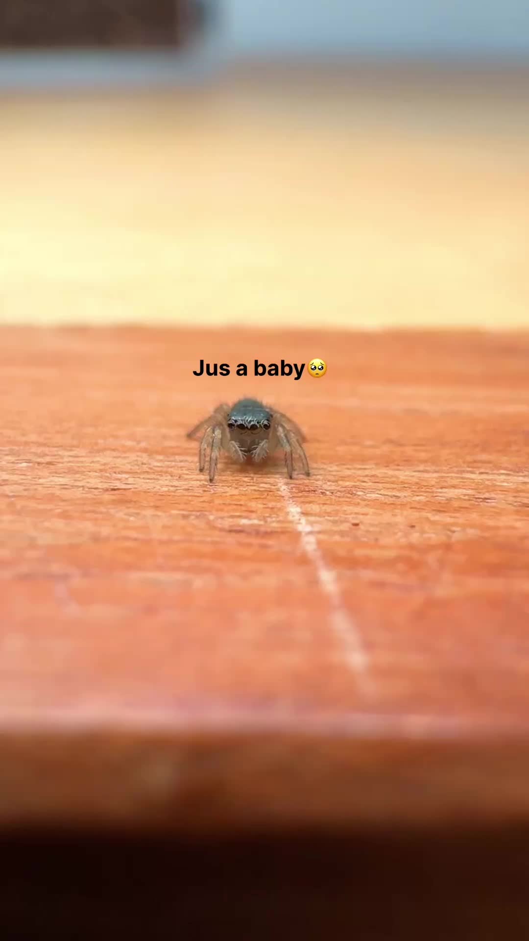 @Lights Camera Ants