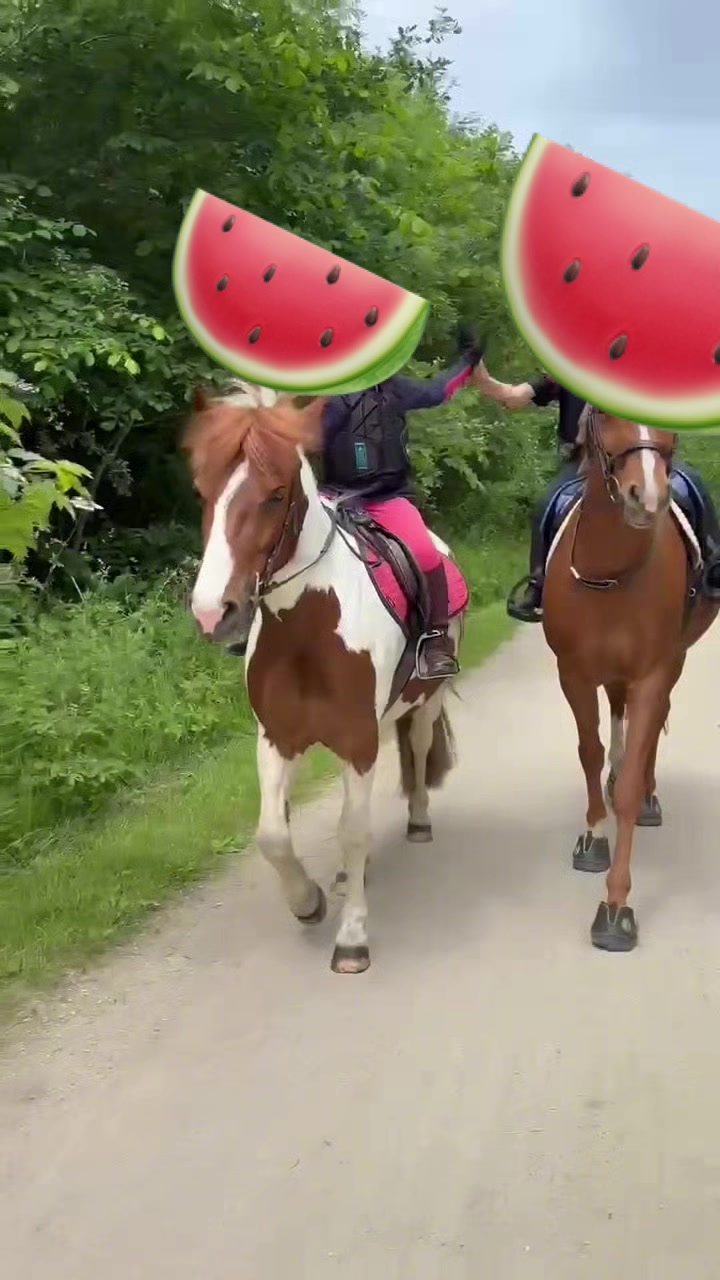@LottiesHorseAdventures🦄🐴